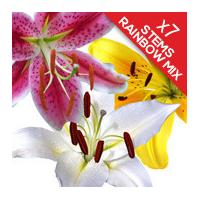 7 Classic Mixed Lilies