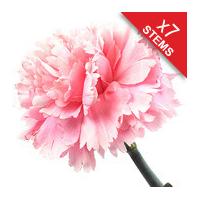 7 Classic Pink Carnations