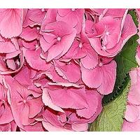 7 Extra Large Pink Hydrangeas