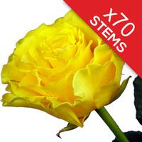 70 Yellow Roses