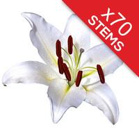 70 Classic White Lilies