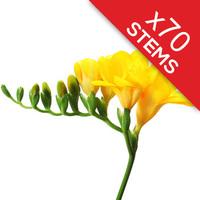 70 classic yellow freesias