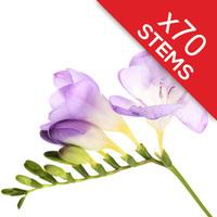 70 Classic Lilac Freesias