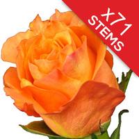 71 Orange Roses
