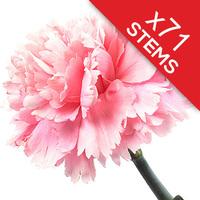 71 Classic Pink Carnations