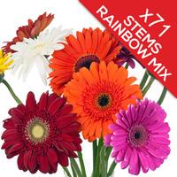 71 Classic Mixed Gerberas