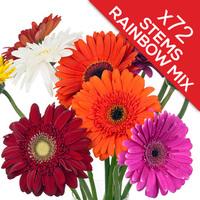 72 Classic Mixed Gerberas