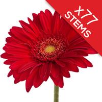 77 Classic RED Gerberas