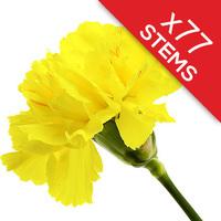 77 Classic Yellow Carnations
