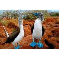 8-Day Galapagos 3 Islands Tour