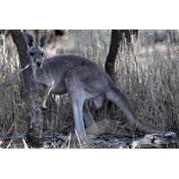 8-Day Authentic Outback Adventure Tour of Cunnamulla Including Round-Trip Air Transfer from Brisbane