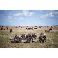 8-Day Great Wildebeest Calving Migration Safari from Arusha