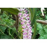 8 night adventure tour of northeast india wild orchids valleys and sno ...