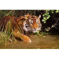 8 day private golden triangle tour with a ranthambore wildlife safari  ...