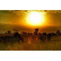 8 Days Best of Kenya and Tanzania Safari From Nairobi