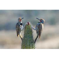 8-Day Baja Bird Watching Adventure