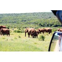 8-Day Garden Route Guided Tour: Cape Point, Cape Winelands and Addo Safari from Cape Town