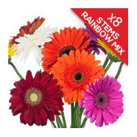 8 Classic Mixed Gerberas