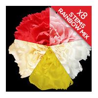 8 Classic Mixed Carnations