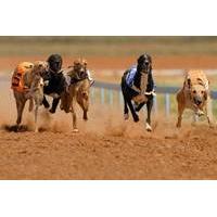 £8 for a night at the dog races for two people with a burger, drink and programme each from Love The Dogs, Manchester