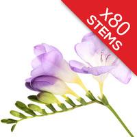 80 classic lilac freesias