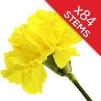 84 Classic Yellow Carnations