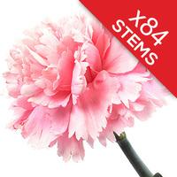 84 Classic Pink Carnations