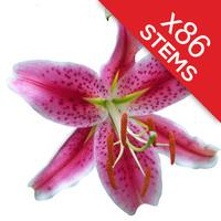 86 Classic Pink Lilies