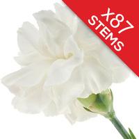 87 Classic White Carnations