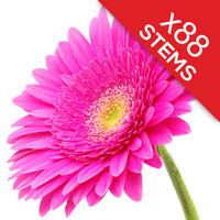 88 Classic CERISE Pink Gerberas