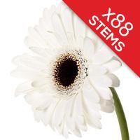 88 Classic White Gerberas