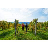 £9 for a self-guided tour of Kerry Vale Vineyard for one person with wine tasting plus tea and cake