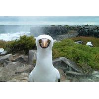 9 day galapagos island hopping and colonial quito
