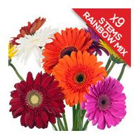 9 Classic Mixed Gerberas