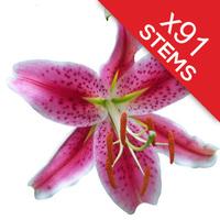 91 Classic Pink Lilies