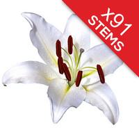 91 Classic White Lilies