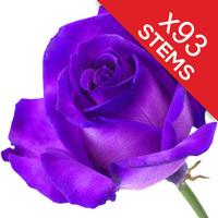 93 purple roses