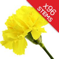 96 Classic Yellow Carnations
