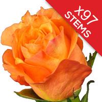 97 Orange Roses