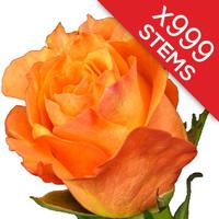999 Orange Roses