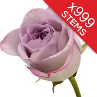 999 Lilac Roses