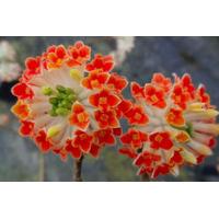 999 instead of 1899 from plantstore for an edgeworthia red dragon hone ...