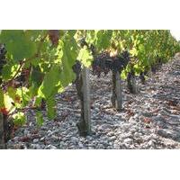 a tour of the vines of chteau paloumey in the medoc including a wine t ...