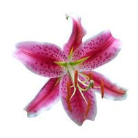 a single classic pink lily