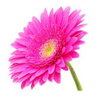 A Single Classic CERISE Pink Gerbera