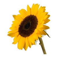 A Single Classic Sunflower