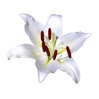 A Single Classic White Lily