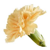 A Single Classic Peach Carnation