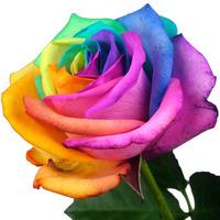 A Single Happy (Rainbow) Rose