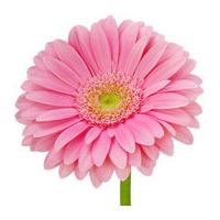 A Single Classic Pink Gerbera